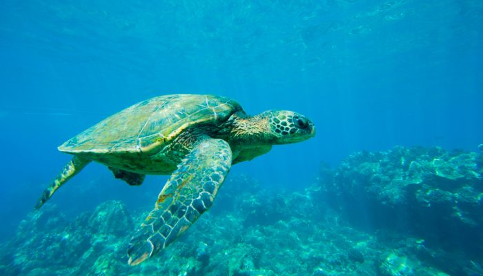 8.Tortuga-golfina