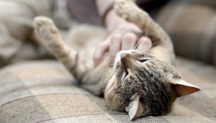 A cute big brown tabby cat lying on the soft sofa lazy while the hand scratching his neck outdoors. Domestic pet love concept
